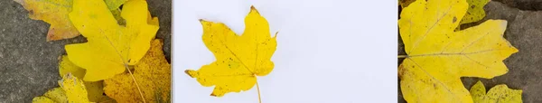 Знамя Блокнота Лежит Камне Ярко Желтый Зеленый Резной Листья Фона — стоковое фото