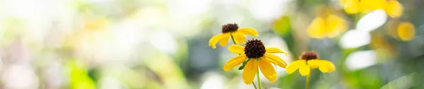 Prapor Žluté Rudbeckia Podzimní Květina Zahradě Bokeh Pozadí Pro Váš — Stock fotografie