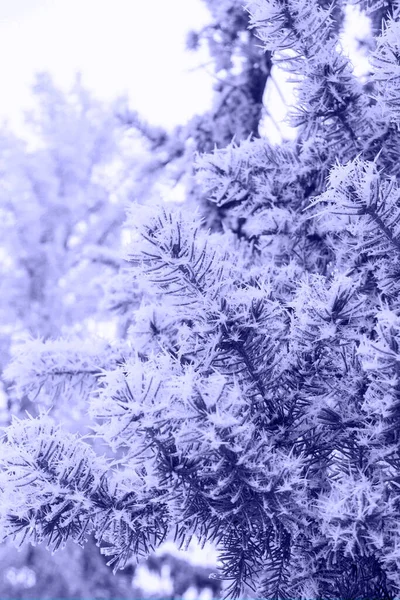 冬の森の中の雪の中で 2022年の非常にユニークなトレンディーな色のモミの木の枝 2022年の色 — ストック写真