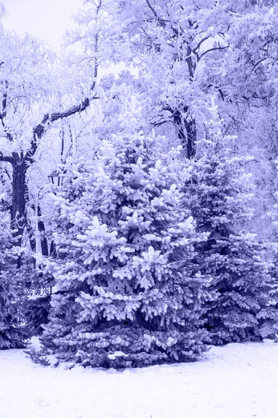 冬のモミの木や木の冬の公園で雪の風景は 今年の非常にPeriトレンディーな色で2022 2022年の色 — ストック写真