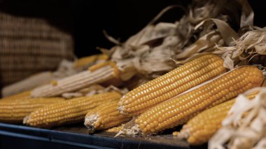 Sonbahar hasadı ve sonbahar mevsiminde mısır