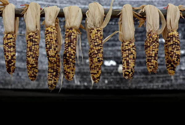 Jagung Musim Gugur Panen Dan Musim Gugur Stok Lukisan  