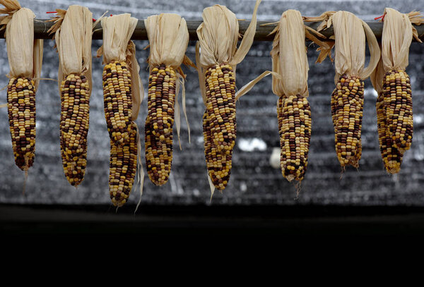 Corn Fall Harvest Autumn Season Stock Photo