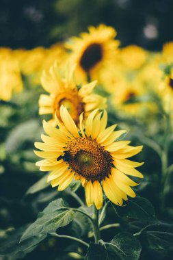 Ayçiçeği ve arı. yeryüzünde doğa