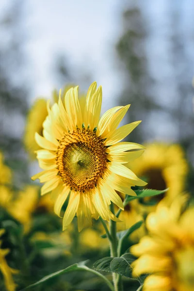 Güneşli mavi gökyüzünün altında açan Güneş Çiçeği Bahçesi