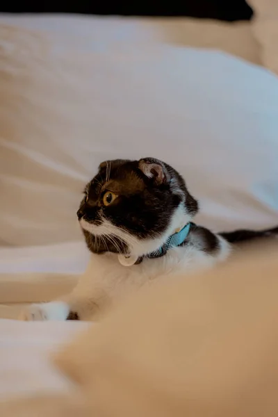 Close up scottish fold short black and white hair.