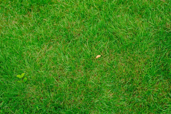 Green Artificial Grass Natural Background — Stock Photo, Image