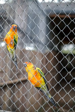 Halk parkındaki bir kafeste sarı ve turuncu papağan. 