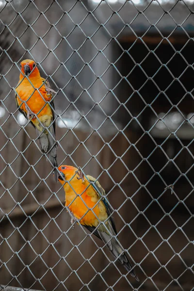 Желтый Оранжевый Попугай Клетке Общественном Парке — стоковое фото