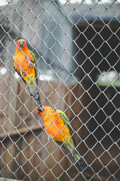 Sárga Narancs Papagáj Ketrecben Nyilvános Parkban — Stock Fotó