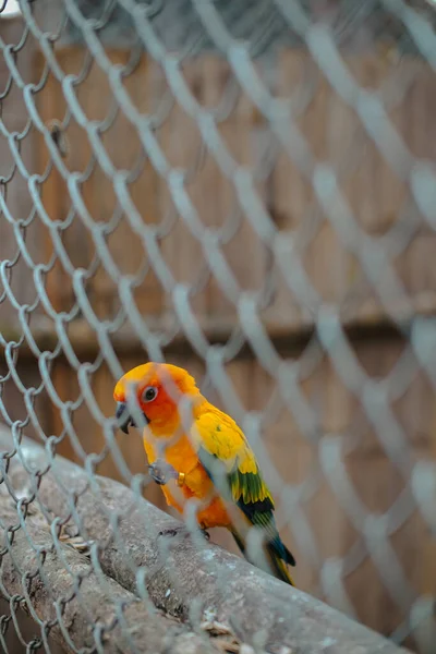 Κίτρινος Και Πορτοκαλί Παπαγάλος Κλουβί Στο Δημόσιο Πάρκο — Φωτογραφία Αρχείου