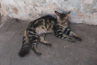 Kedi gölgede dinleniyor, Lamu ve Kenya 'nın sıcağından kaçıyor.