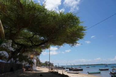 Shela 'dan Lamu Adası, Kenya' ya giden yolda büyük bir ağaç gölgelik sağlıyor.