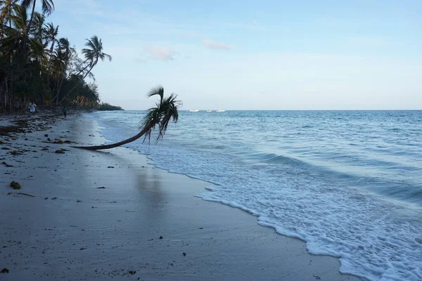 Kenya 'nın Diani sahilinde yapayalnız kalmış bir palmiye ağacı.