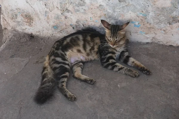 Kedi gölgede dinleniyor, Lamu ve Kenya 'nın sıcağından kaçıyor.