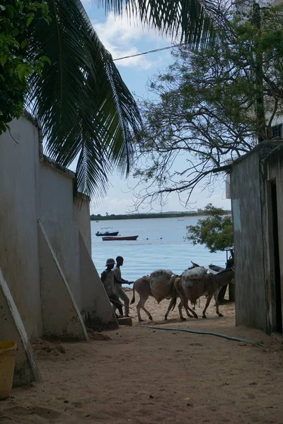Kids Passing Donkeys Shela Lamu Island Kenya — Photo
