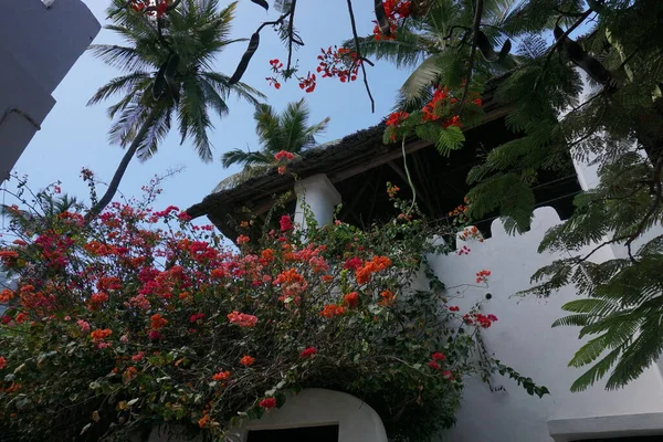 Vackra Swahili Stil Hus Omgivet Frodig Vegetation Shela Lamu Island — Stockfoto