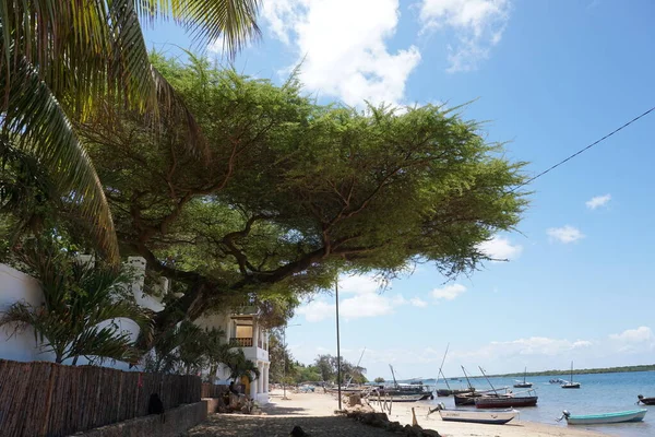 Giant Tree Providing Shade Way Shela Lamu Lamu Island Kenya —  Fotos de Stock