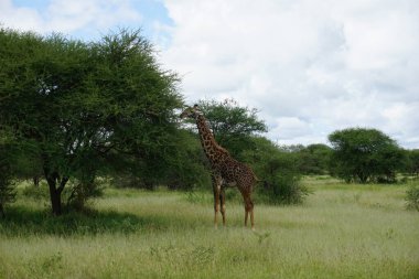 Yemek yemek üzere olan güzel Masai Zürafası, Tarangire Ulusal Parkı, Tanzanya 2021