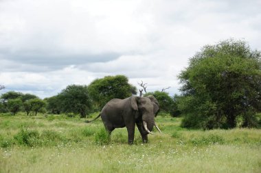 Tarangire Ulusal Parkı, Tanzanya 2021 'de keşfedilen dev erkek Afrika Fili.