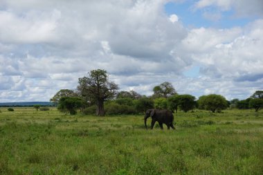 Tarangire Ulusal Parkı, Tanzanya 2021 'de nefes kesici bir manzaranın önünde yürüyen güzel Afrika Fili.