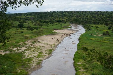 Tarangire Nehri 'ne bir grup zürafa ile birlikte bakın, Tarangire Ulusal Parkı, Tanzanya 2021