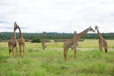 Bir grup Masai zürafası Tarangire Ulusal Parkı, Tanzanya 2021 'de görüldü.