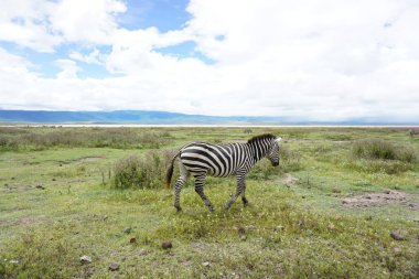 Ngorongoro Krateri Ulusal Parkı, Tanzanya 2021 'de güzel bir Zebra' ya yakın plan.