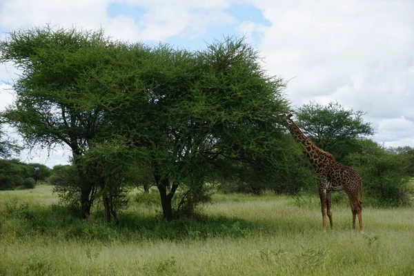 Masai Giraffe Steckt Ihren Kopf Für Eine Mahlzeit Einen Baum — Stockfoto