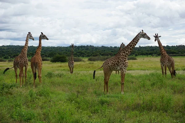 Група Величних Масаї Жираф Національному Парку Тарангір Танзанія 2021 Рік — стокове фото