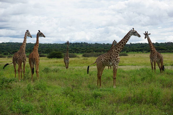 A group of the majestic Masai Giraffes at Tarangire National Park, Tanzania 2021