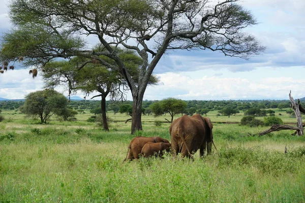 在2021年坦桑尼亚塔兰吉尔国家公园 小象家庭离开 给我们展示它们的底部 — 图库照片