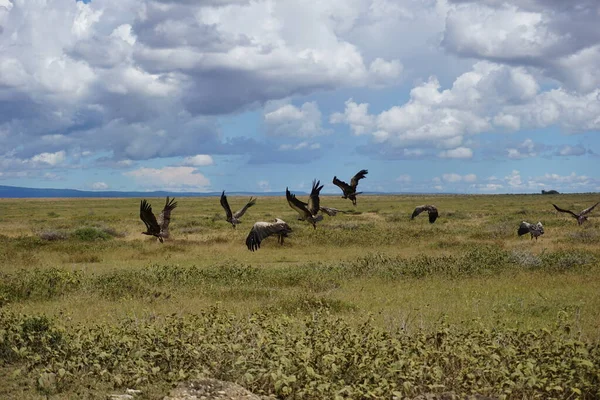 Skupina Odlétajících Supů Národní Park Serengeti Tanzanie 2021 — Stock fotografie