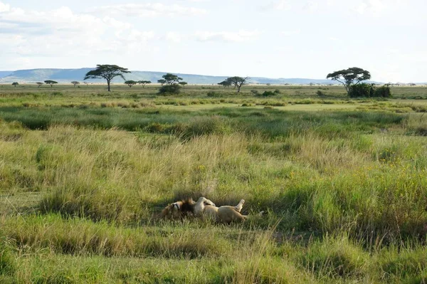 2021年坦桑尼亚塞伦盖蒂 雄性狮子在狩猎后睡觉和康复 — 图库照片