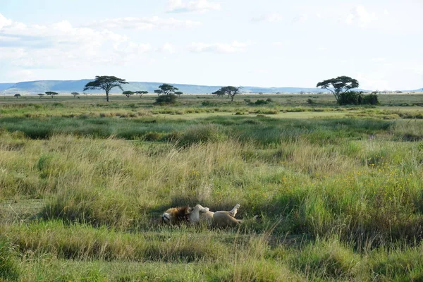 Lazy Male Lion Sleepin Savanna Serengeti Tanzanie 2021 — Photo