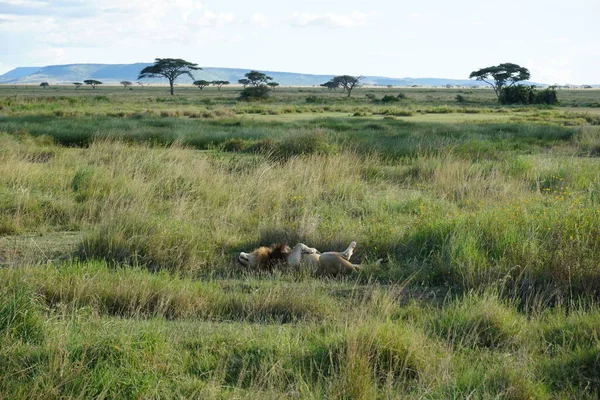 Uykulu ve tembel erkek aslan Serengeti ovasında iyileşiyor, Tanzanya 2021
