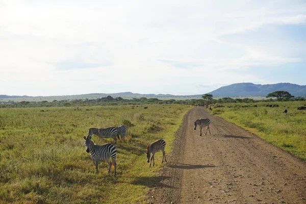 Skupina Zebry Zlaté Hodině Serengeti Tanzanie 2021 — Stock fotografie