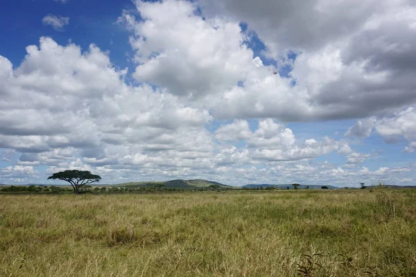 Serengeti Ulusal Parkı Nın Geniş Çalılıkları Tanzanya 2021 — Stok fotoğraf