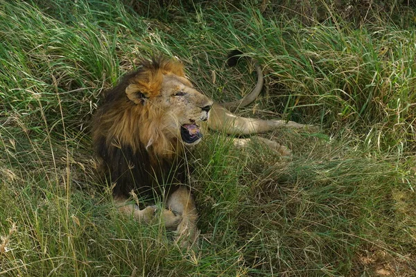 Lazy Male Lion Relaxing Shade Serengeti Tanzania 2021 — Stock Photo, Image