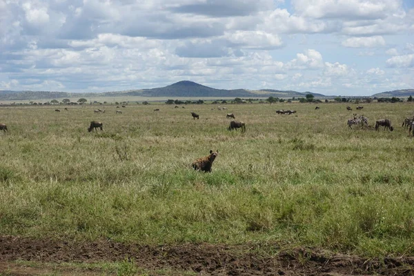 Sırtlan Serengeti Nin Otlak Arazisini Keşfediyor Tanzanya 2021 — Stok fotoğraf