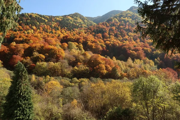 Färgglada Skogen Kring Rila Kloster Höst Bulgarien 2021 — Stockfoto