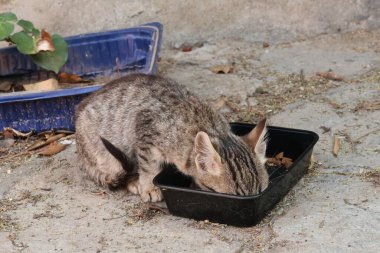Ano Poli Mahallesi, Selanik, Yunanistan 2021 'de plastik tepside yemek yiyen aç kedi yavrusu.