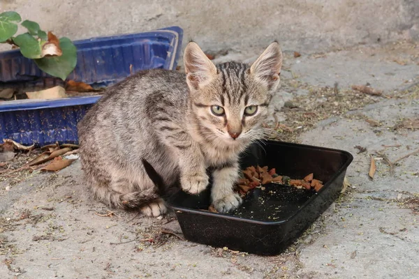 Ano Poli Mahallesi Selanik, Yunanistan 2021 'de kedi maması yiyor ve dikkati dağılıyor.
