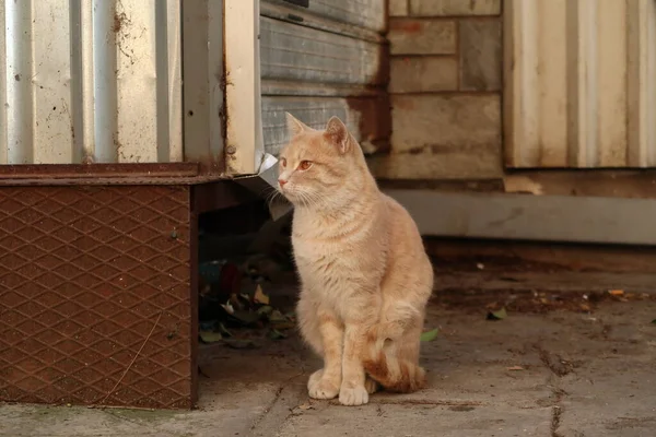 Bored cat guarding the narrow streets of Ano Poli neighborhood in Thessaloniki, Greece 2021