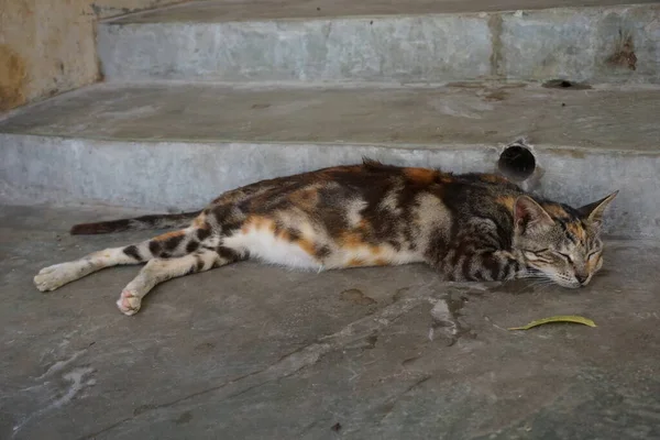 Pregnant Cat Sleeping Stairs Streets Lamu Kenya — Stock Photo, Image