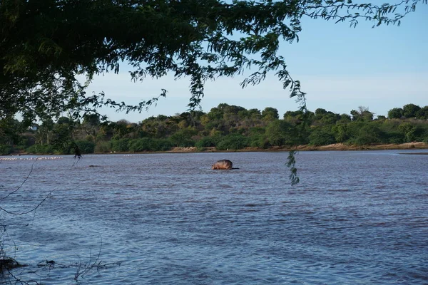 Observando Grupo Hipopótamos Nadando Río Sabaki Cerca Malindi Kenia Fotos De Stock Sin Royalties Gratis
