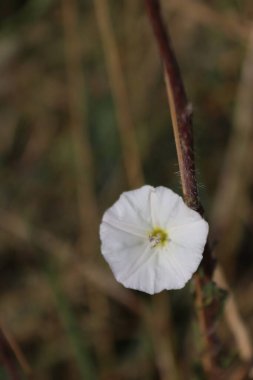 Yarın senin elinde.
