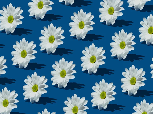 Bílé Marguerite Sedmikrásky Vzor Modrém Pozadí — Stock fotografie