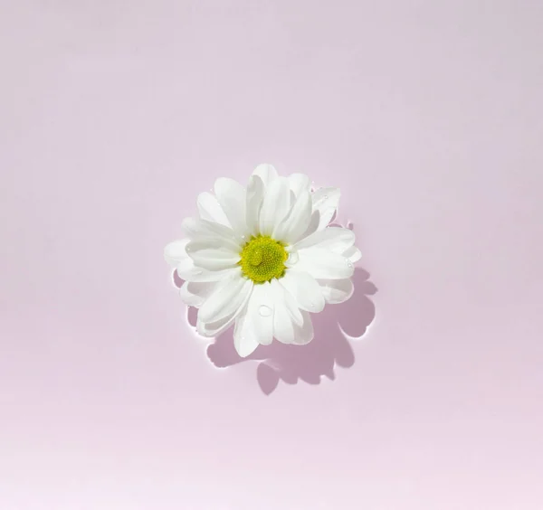 Beyaz Marguerite papatyaları pembe arka planda su yüzeyinde süzülüyor..