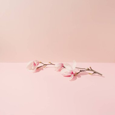 Manolya çiçekleri, keskin gölgeli pembe arka planda yatay olarak dizilmiştir..